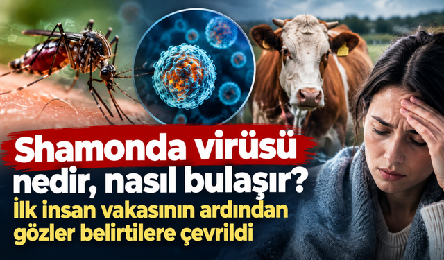 Shamonda virüsü nedir, nasıl bulaşır? İlk insan vakasının ardından gözler belirtilere çevrildi