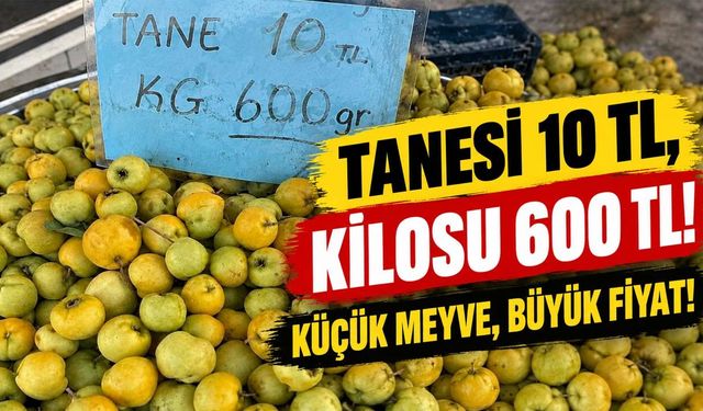 Tanesi 10 TL, Kilosu 600 TL! Sonbaharın Meyvesi Alıç Fiyatıyla Şaşırttı