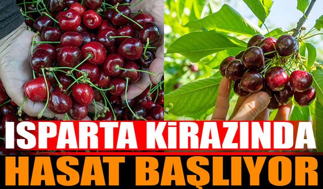 Uluborlu kirazında hasat zamanı başlıyor