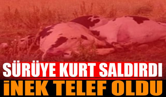 Sütçüler'de İnek Sürüsüne Kurt Saldırdı