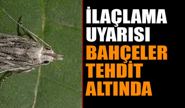 Isparta'da Şeftali Bahçeleri Tehdit Altında: İlaçlama Uyarısı!