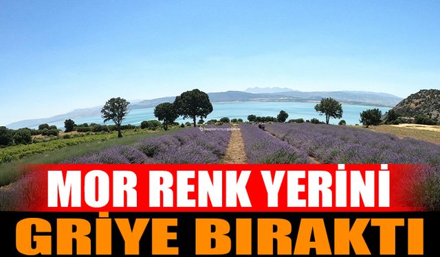 Isparta ve Burdur'daki Lavanta Bahçeleri Erken Soldu