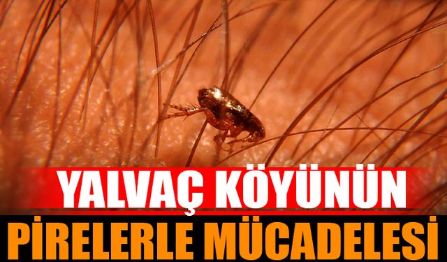 Yalvaç Yarıkkaya Köyü Pire İstilasıyla Mücadele Ediyor