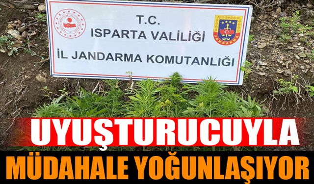 Isparta'da Uyuşturucu Üretimi Önlendi: 65 Kök Kenevir İmha Edildi