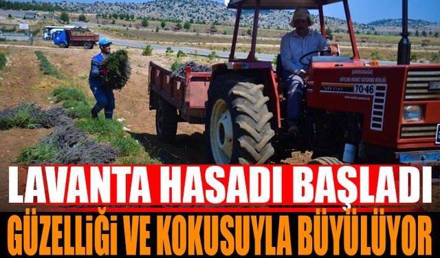 Isparta'da Lavanta Hasadı Başladı: Koku ve Renk Şöleni