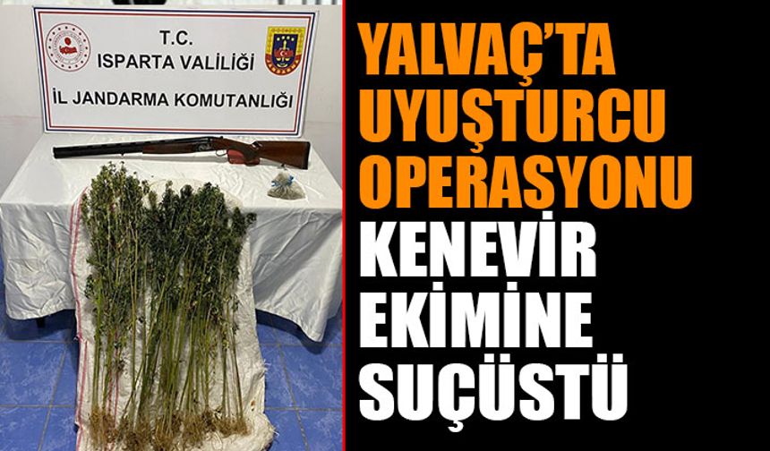 Uyuşturucu Operasyonu: Yalvaç'ta Kenevir Ekimine Suçüstü