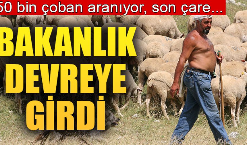 150 bin çoban aranıyor!