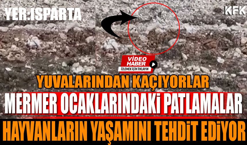 Isparta'daki Maden Patlamaları Yaban Hayatını Tehdit Ediyor