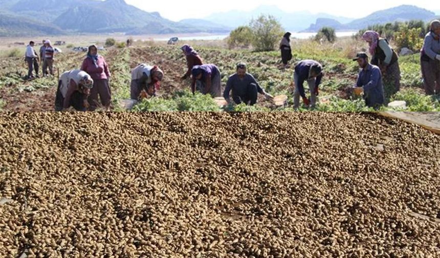 Sütçüler'de 107 Dekarda Altın Sarısı Hasat !