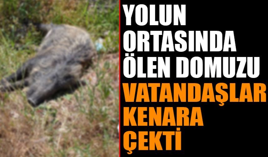 Yolun Ortasında Ölen Domuzu Vatandaşlar Kaldırdı