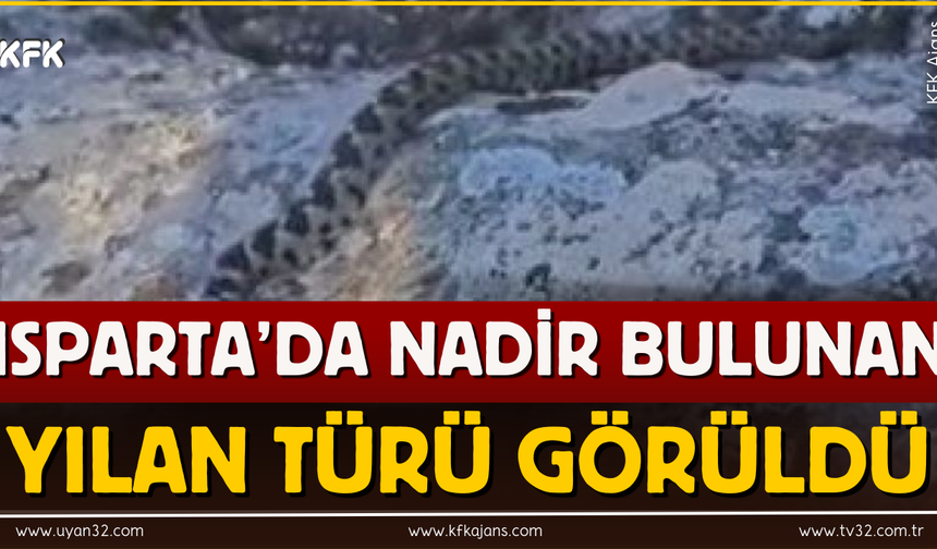 Isparta'da Zehirli Engerek Yılanı Görüntülendi