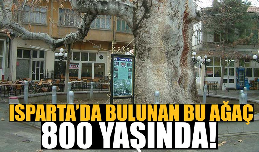 Isparta'daki bu ağaç 800 yaşında! 7-8 kişi kolların açsa ağacın çevresini anca sarabiliyor