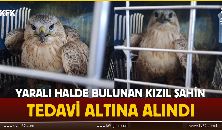 Yaralı Halde Bulunan Kızıl Şahin Tedavi Altına Alındı