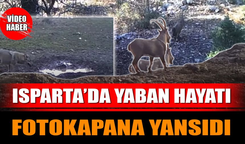 Isparta’da Yaban Hayatı Fotokapana Yansıdı