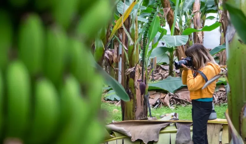 Gazipaşa’da avakado ve muz bahçelerinde görsel şölen