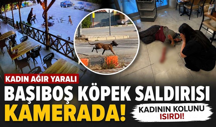 Komşuda Köpek Saldırısı: Kadın Ağır Yaralandı!