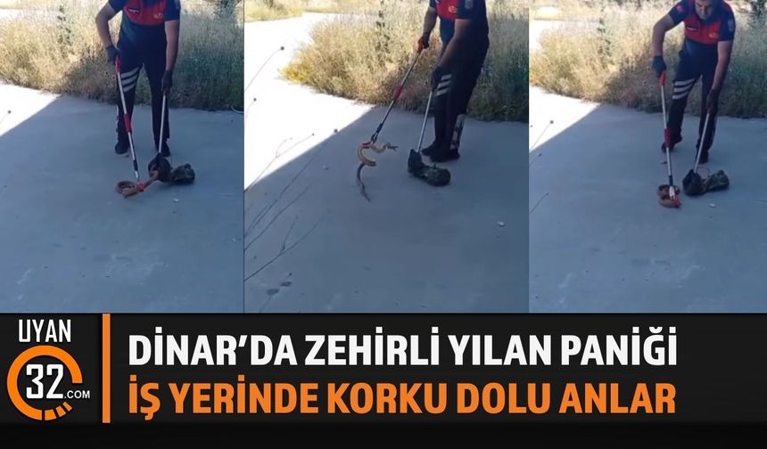 Dinar'da Zehirli Yılan Korku Dolu Anlar Yaşattı
