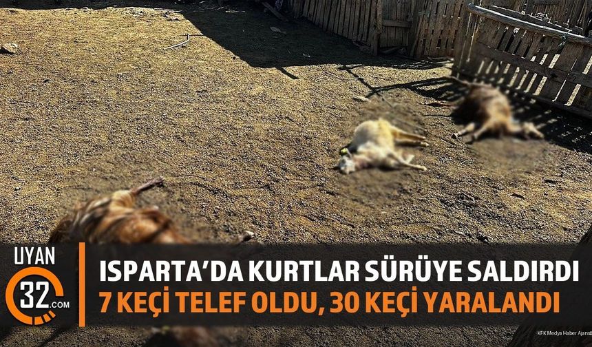 Isparta Aksu'da Kurt Saldırısı: 7 Keçi Telef Oldu, 30 Keçi Yaralandı