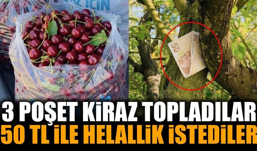 3 poşet kiraz topladılar, 50 TL bırakıp helallik istediler! Isparta detayı dikkat çekiyor