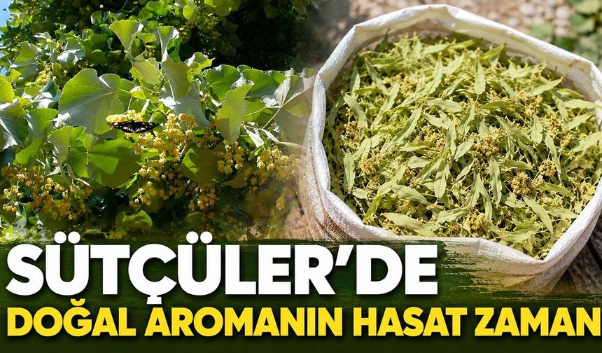 Balkonları Saran Koku: Sütçüler'de Ihlamur Sezonu Açıldı