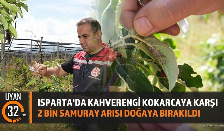 Isparta'da Kahverengi Kokarcaya Karşı Samuray Arısı Mücadelesi Başladı