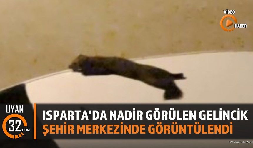 Isparta'da Nadir Görülen Gelincik Şehir Merkezinde Görüntülendi