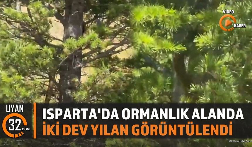 Isparta'nın Ali Köyü'nde 2 Metrelik Dev Yılanlar Kamerada Görüntülendi