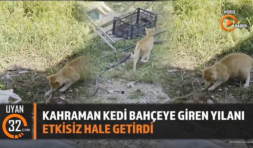 Kahraman Kedi Bahçeye Giren Yılanı Etkisiz Hale Getirdi