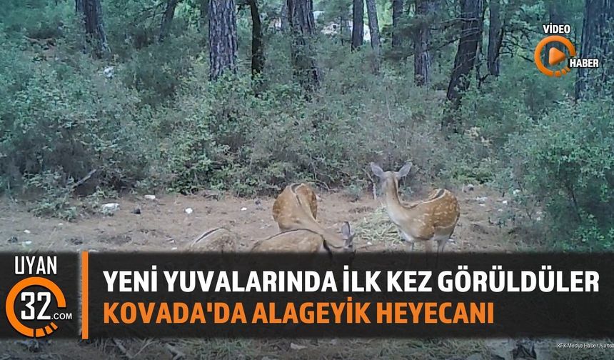 Yeni Yuvalarında İlk Kez Görüldüler Kovada'da Alageyik Heyecanı