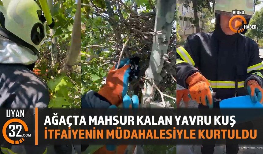 Ağaçta Mahsur Kalan Yavru Kuş, İtfaiyenin Müdahalesiyle Kurtuldu