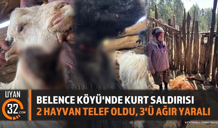 Belence Köyü'nde Kurt Saldırısı