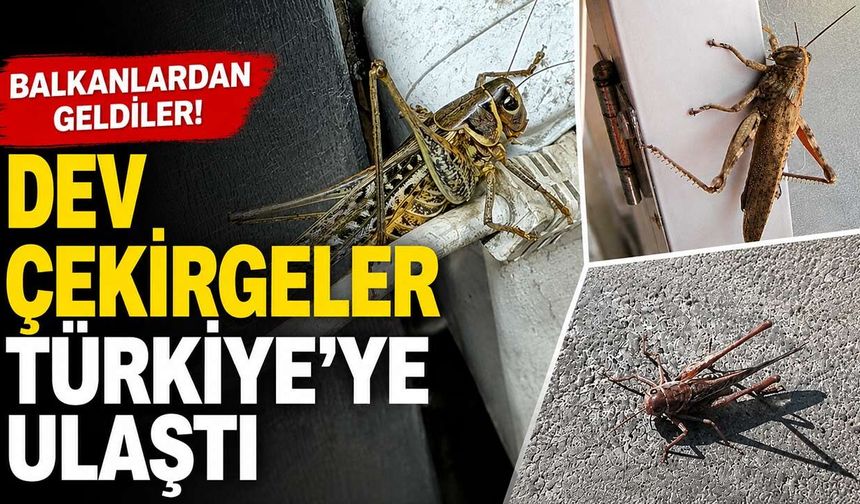 Boyu 20 Santimetreye Kadar Ulaşan Dev Çekirgeler Her Yerde!
