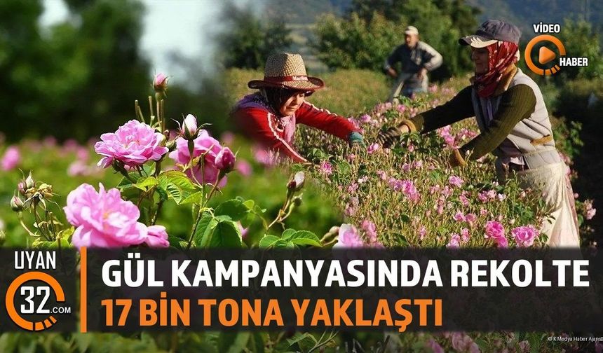 Gül Kampanyasında Rekolte 17 Bin Tona Yaklaştı