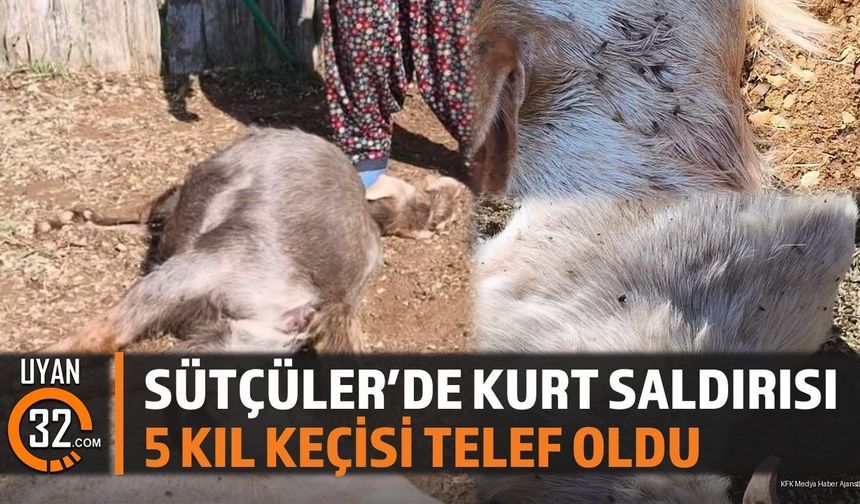 Isparta Sütçüler Belence Köyü'nde Kurt Saldırısı: 5 Keçi Telef Oldu