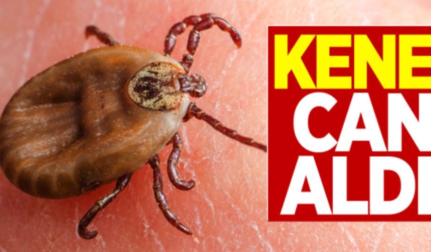 Burdur'da kene can aldı
