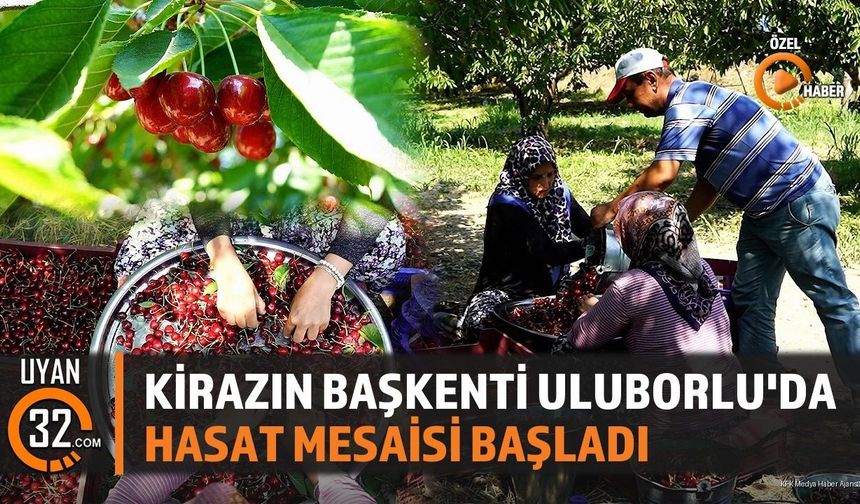 Kirazın Başkenti Uluborlu'da Hasat Mesaisi Başladı