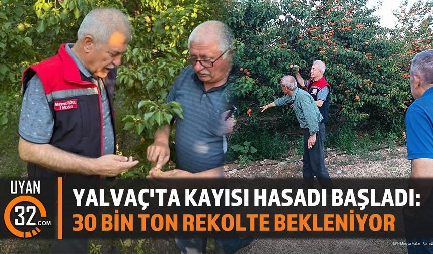 Yalvaç'ta Kayısı Hasadı Başladı: 30 Bin Ton Rekolte Bekleniyor