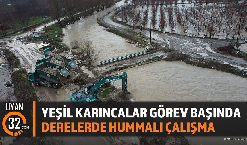 Yeşil Karıncalar Görev Başında: Derelerde Hummalı Çalışma