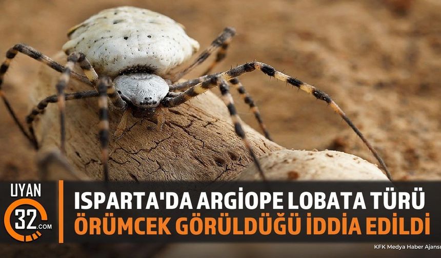Isparta'da Argiope Lobata Türü Örümcek Görüldüğü İddia Edildi