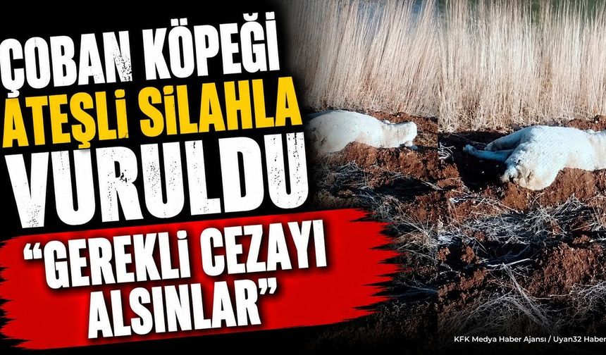 Isparta'da Çoban Köpeği Silahla Vuruldu: Jandarma Devrede