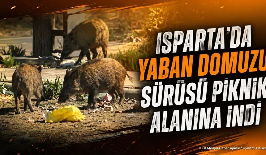 Isparta'da Yaban Domuzu Sürüsü Piknik Alanına İndi