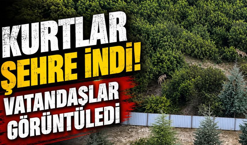 Kurtlar Şehre İndi! Vatandaşlar O Anları Görüntüledi