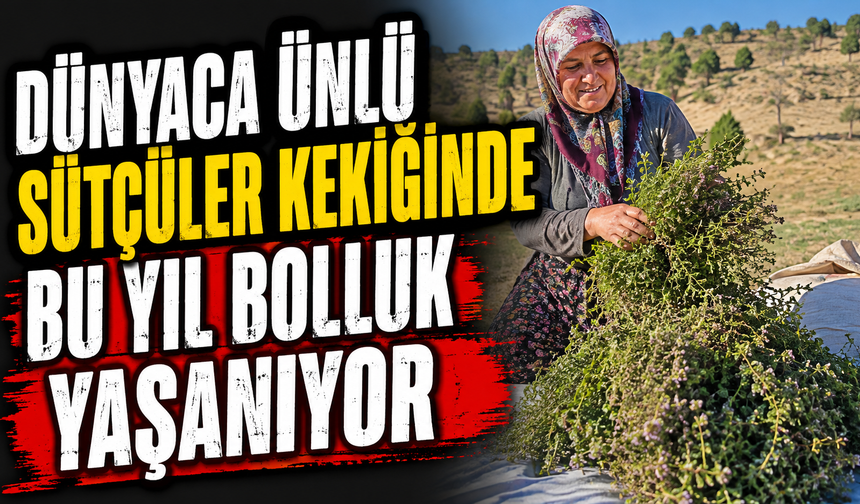 Sütçüler Kekiğinde Bereketli Sezon Yüzleri Güldürdü