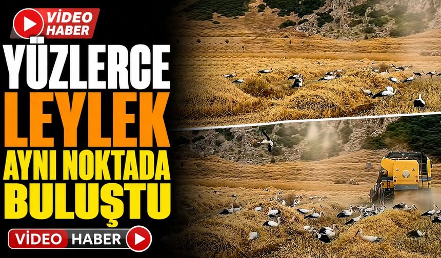 Keçiborlu İncesu Köyünde Yüzlerce Leylek Bir Arada Görüntülendi