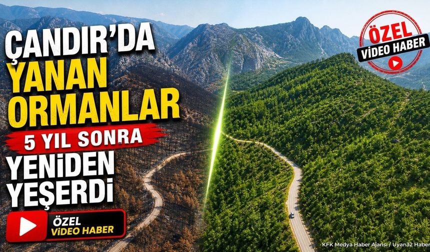 KÜLLERİNDEN YENİDEN DOĞAN ORMAN!