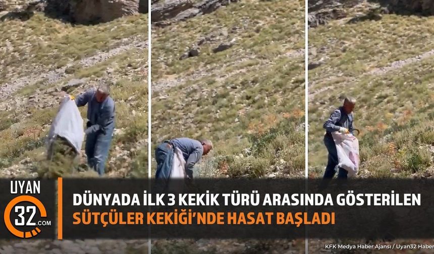 Dünyada İlk 3 Kekik Türü Arasında Gösterilen Sütçüler Kekiği’nde Hasat Başladı