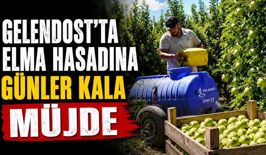 Gelendost'ta Elma Hasadına Günler Kala Müjde: Ağaç Başı Verim Rekor Seviyeye Ulaştı!