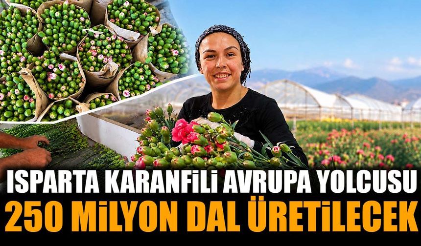 Isparta karanfili Avrupa yolcusu: Bu yıl 250 milyon dal üretilecek