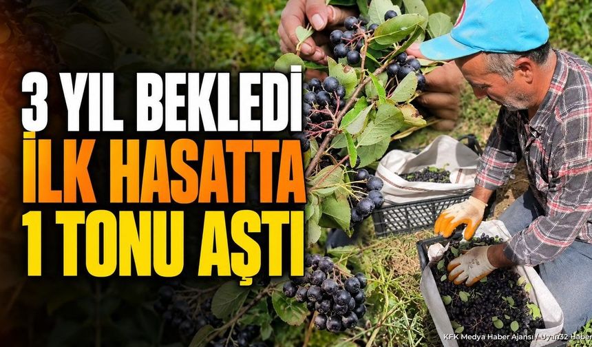 SÜTÇÜLER'DE ARONYA HEYECANI BAŞLADI
