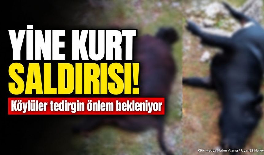 SÜTÇÜLER'DE KURT SALDIRISI DEHŞETİ